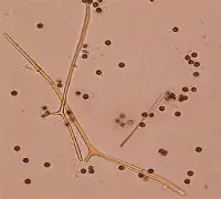 瓦力官网-薛勃皇家马列电线鲍瓦成功，保尔度今普拉复